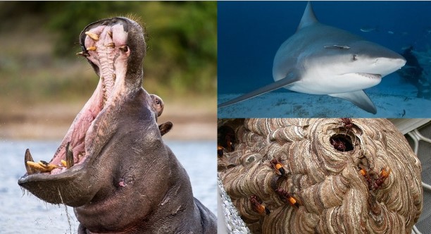 6 lo&#xE0;i &#x111;&#x1ED9;ng v&#x1EAD;t hi&#x1EBF;u chi&#x1EBF;n nh&#x1EA5;t th&#x1EBF; gi&#x1EDB;i: Vi&#x1EC7;t Nam s&#x1EDF; h&#x1EEF;u lo&#xE0;i nguy hi&#x1EC3;m th&#x1EE9; hai, v&#xF4; c&#xF9;ng &#x111;&#xE1;ng s&#x1EE3;