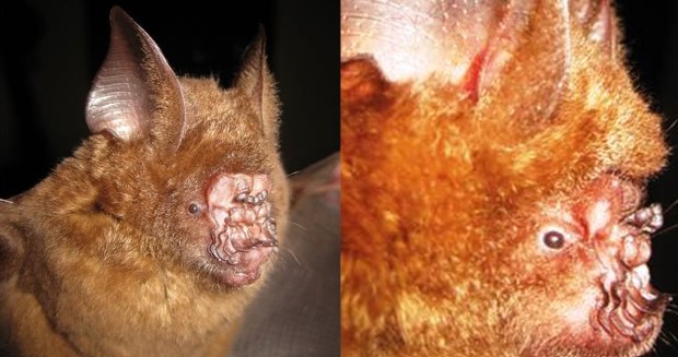 Loài động vật kỳ dị được phát hiện ở Việt Nam, có ngoại hình gây ám ảnh chỉ sau cái nhìn đầu tiên