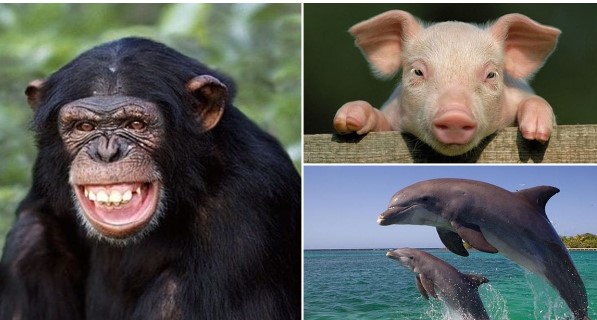 Bất ngờ 7 loài động vật thông minh nhất thế giới: Cá heo đứng thứ 2, ngỡ ngàng vị trí của lợn