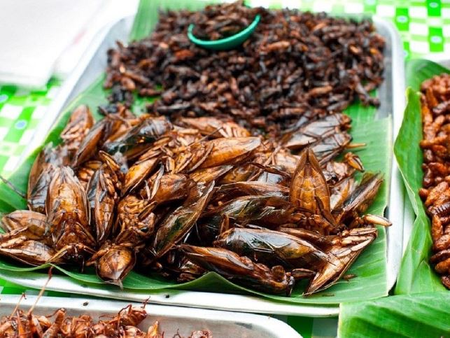 Tinh dầu từ con này có giá 500.000 đồng/ml, cho một giọt vào bát nước mắm sẽ tạo hương vị khó quên