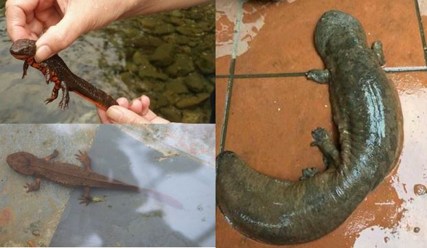 Loài cá kỳ dị chỉ có ở Việt Nam, cần được bảo vệ đặc biệt vì giá trị cực cao, là bài thuốc quý hiếm