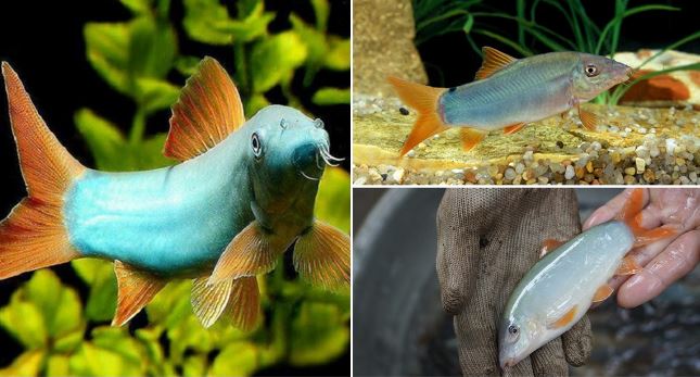 Loài cá duy nhất của Việt Nam có tiếng kêu như lợn: Là món ăn đặc sản, người Việt nuôi kiếm bạc tỷ