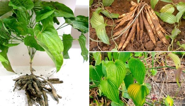 Loại cây mọc hoang ở nhiều nơi tại Việt Nam lại là vị thuốc quý ít ai biết, được ví tốt như ‘nhân sâm’