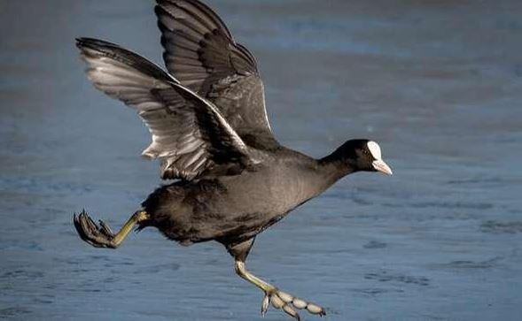 Loài chim “cực bổ” cho Nam giới, ngày xưa dùng để tiến vua, giờ là đặc sản được săn lùng, giá bán cả triệu đồng/con