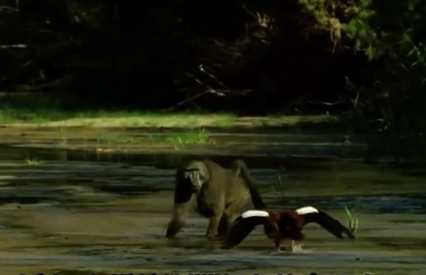 Clip: Khỉ đầu chó ‘kéo quân’ tàn sát bầy ngỗng trời con