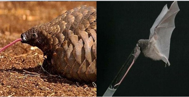 Những loài động vật có chiếc lưỡi dài nhất hành tinh, gấp đôi chiều dài cơ thể của chúng