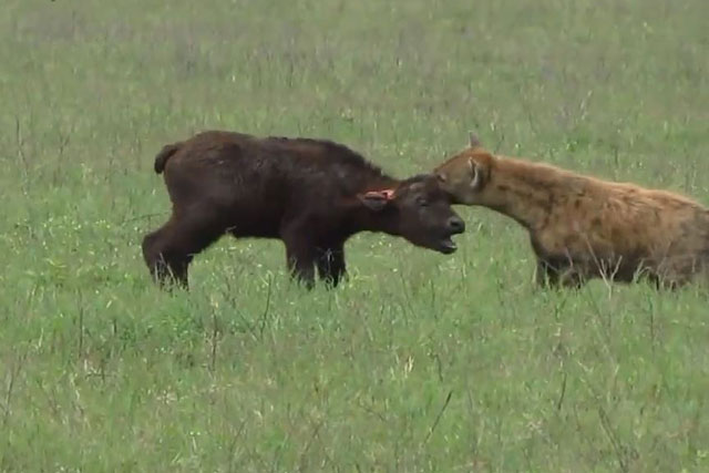 CLIP: Linh cẩu săn trâu rừng con và cái kết đầy bất ngờ