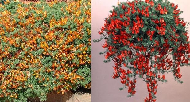 Loài hoa quý hiếm độc lạ, có màu sắc như ánh lửa và gần như tuyệt chủng ngoài tự nhiên