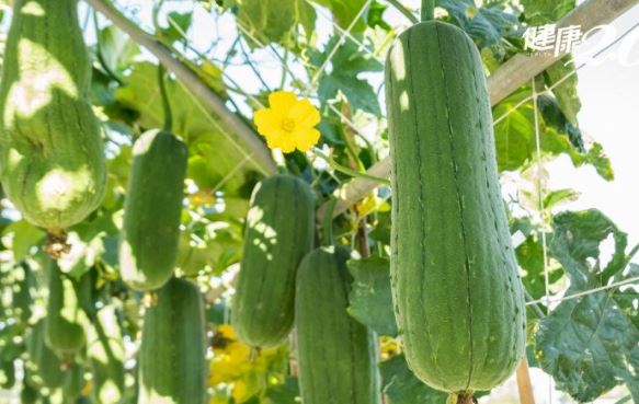 Mướp bị đen và đắng có ăn được không? Nhiều người không biết nên vô tình đưa độc vào cơ thể