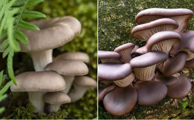 Loại nấm kì dị biết ‘ăn thịt’ động vật, giết chết con mồi bằng chất kịch độc nhưng lại là món ăn ngon đặc sản