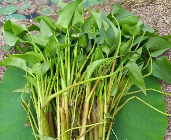 Loại rau dại có tên rất lạ, xưa không ai ăn giờ thành đặc sản nổi tiếng, dân thành phố ưa chuộng, 60.000 đồng/kg