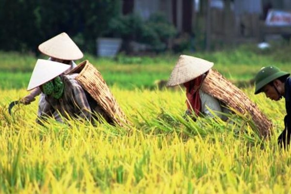 Nghĩa của từ "nghèo rớt mồng tơi": Nghe "mồng tơi" tưởng một loại rau, thực chất nó lại có nghĩa hoàn toàn khác