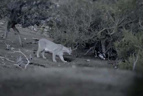 Clip: Báo sư tử tàn sát chim cánh cụt Magellan