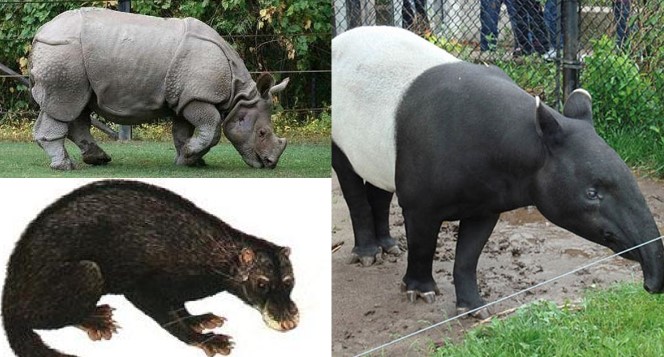 Top 10 loài động vật quý hiếm hơn kim cương của Việt Nam, nhiều cái tên bị diệt vong trong tiếc nuối