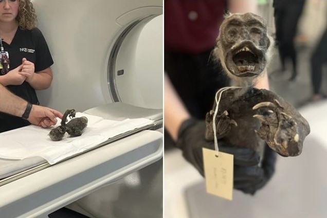 Xác ướp 'nàng tiên cá' lộ ngoại hình đáng sợ sau hơn trăm năm lưu giữ, là sự 'lai tạo' của ít nhất 3 loài