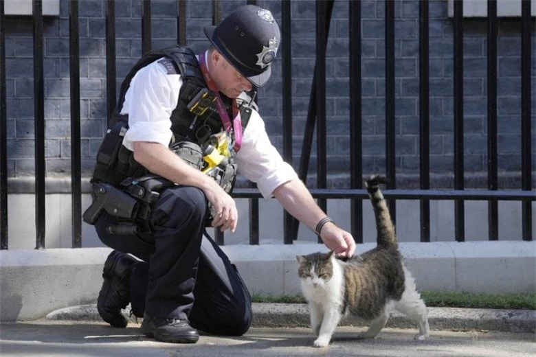 Gặp gỡ chú mèo “quyền lực” nhất nước Anh, 12 năm làm việc cho chính phủ, thường xuyên tiếp đón chính trị gia - 11