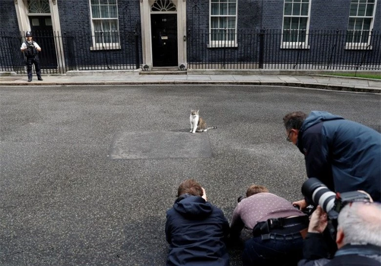 Gặp gỡ chú mèo “quyền lực” nhất nước Anh, 12 năm làm việc cho chính phủ, thường xuyên tiếp đón chính trị gia - 12