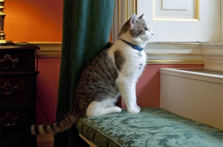 Gặp gỡ chú mèo “quyền lực” nhất nước Anh, 12 năm làm việc cho chính phủ, thường xuyên tiếp đón chính trị gia - 2
