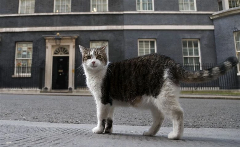 Gặp gỡ chú mèo “quyền lực” nhất nước Anh, 12 năm làm việc cho chính phủ, thường xuyên tiếp đón chính trị gia - 3