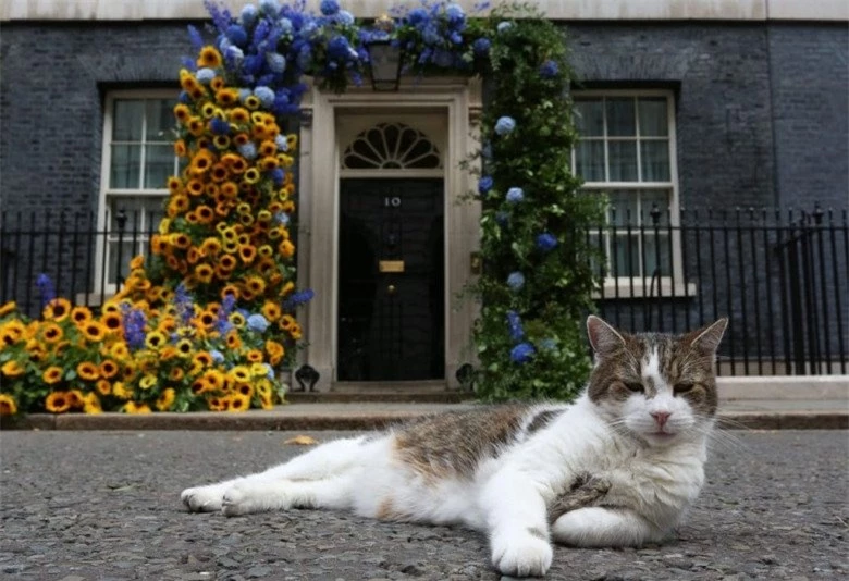 Gặp gỡ chú mèo “quyền lực” nhất nước Anh, 12 năm làm việc cho chính phủ, thường xuyên tiếp đón chính trị gia - 4