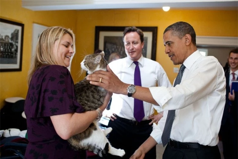 Gặp gỡ chú mèo “quyền lực” nhất nước Anh, 12 năm làm việc cho chính phủ, thường xuyên tiếp đón chính trị gia - 7