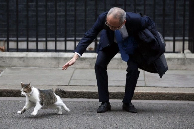 Gặp gỡ chú mèo “quyền lực” nhất nước Anh, 12 năm làm việc cho chính phủ, thường xuyên tiếp đón chính trị gia - 8