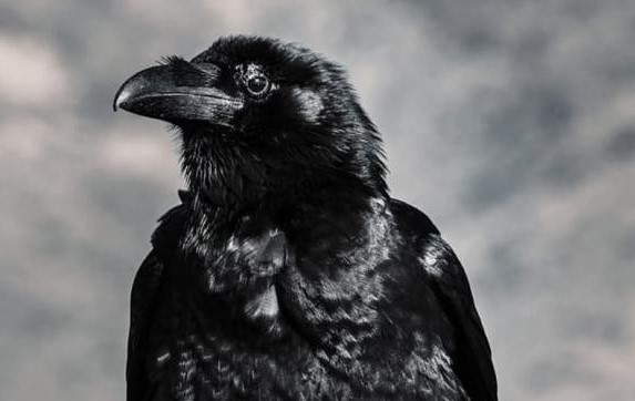 Top 3 loài động vật thù dai nhất hành tinh, đừng dại mà chọc giận chúng