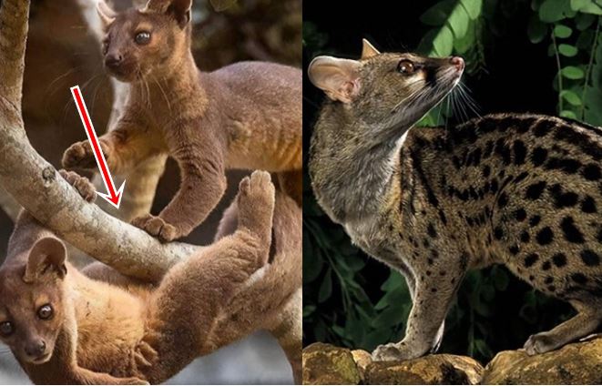 Loại động vật có trong sách đỏ với khả năng giao phối đến 8 giờ: Khiến giới khoa học sững sờ, chỉ có 1 nơi trên thế giới