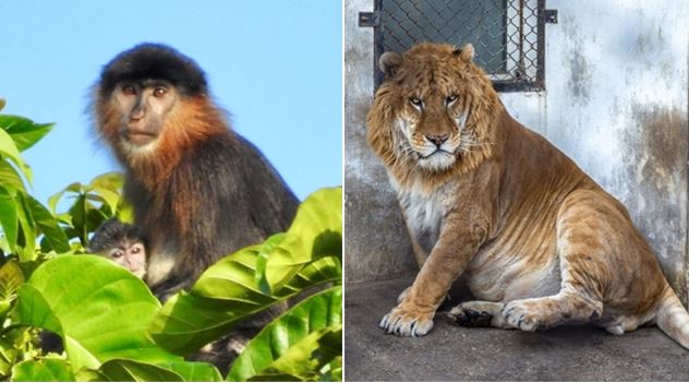 5 loài động vật lai kì lạ nhất thế giới: Con lai của khỉ vòi và voọc bạc trông sẽ như thế nào?