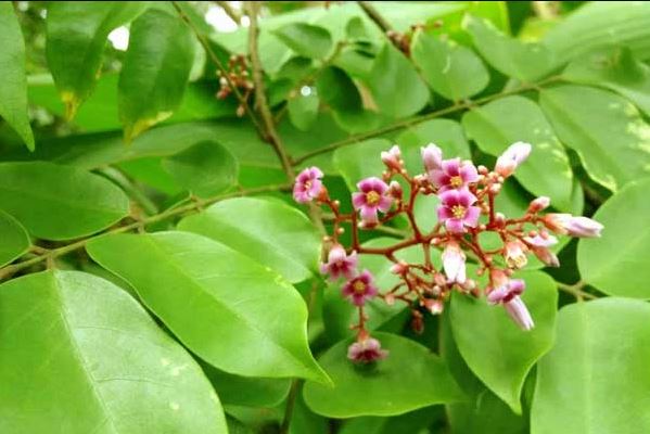 Mách mẹ 10 loại lá tắm thảo dược an toàn nhất khi trẻ bị rôm sảy