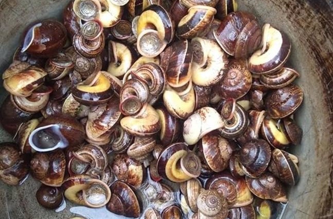 "Lộc trời" thường xuất hiện khi trời tối, dân rọi đèn đi bắt về bán 100.000 đồng/kg, thành đặc sản lạ ở thành phố