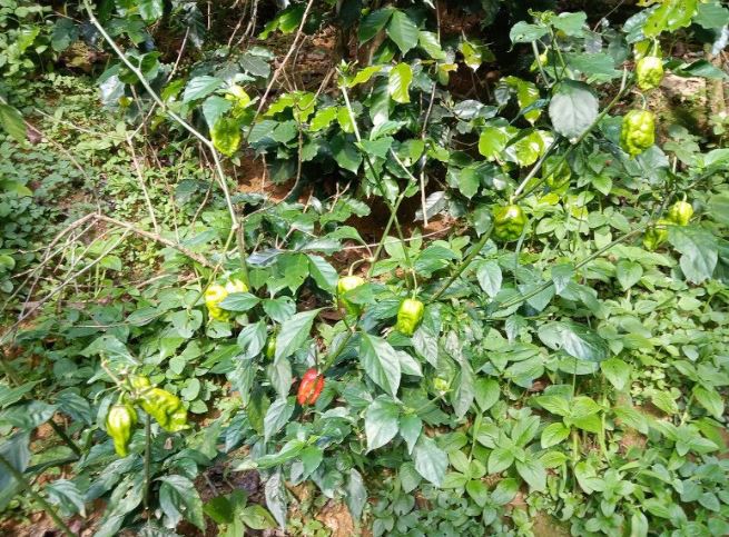 Loại quả xưa không ai biết đến, nay thành đặc sản vừa lạ vừa hiếm, dân thành phố "săn lùng", 350.000 đồng/kg 