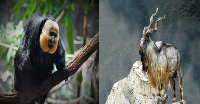 Những loài động vật có râu 'độc, lạ' nhất thế giới và đặc tính bảo vệ bản thân khỏi những nguy hiểm