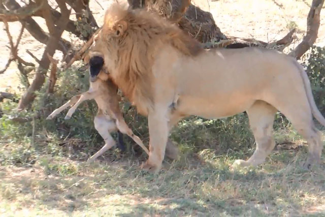 CLIP: Sư tử đực đoạt mạng linh dương đầu bò con