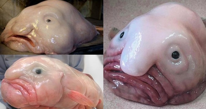 Vén màn bí mật đằng sau loài động vật xấu xí nhất thế giới, chỉ nhìn 1 lần cũng gây ám ảnh cả đời