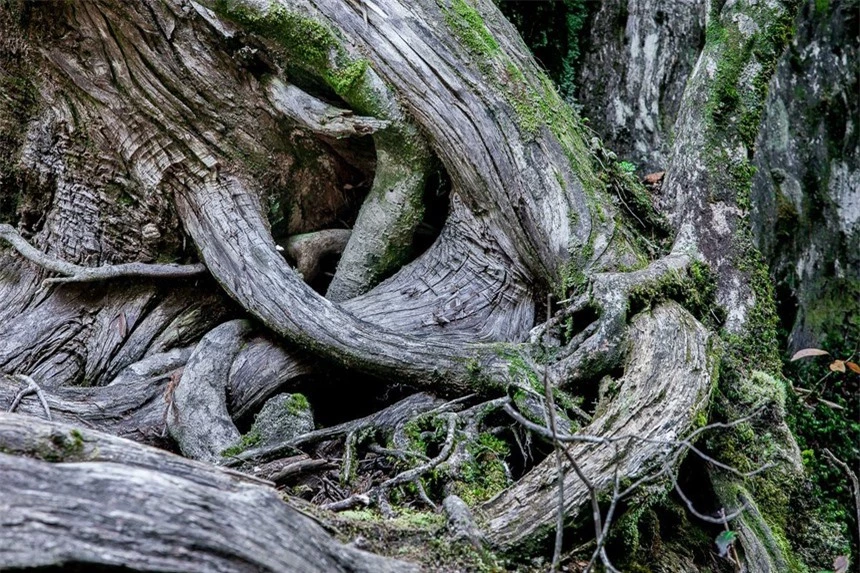 Bên trong hòn đảo mưa quanh năm suốt tháng, cây cổ thụ nghìn năm tuổi mọc san sát như lạc vào thế giới thần tiên - Ảnh 6.