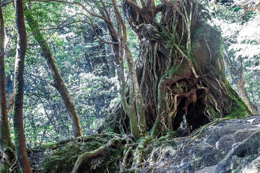 Bên trong hòn đảo mưa quanh năm suốt tháng, cây cổ thụ nghìn năm tuổi mọc san sát như lạc vào thế giới thần tiên - Ảnh 7.