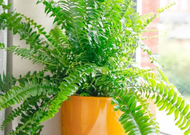 10 cây cảnh lọc không khí, cung cấp oxy cực tốt nên trồng trong nhà