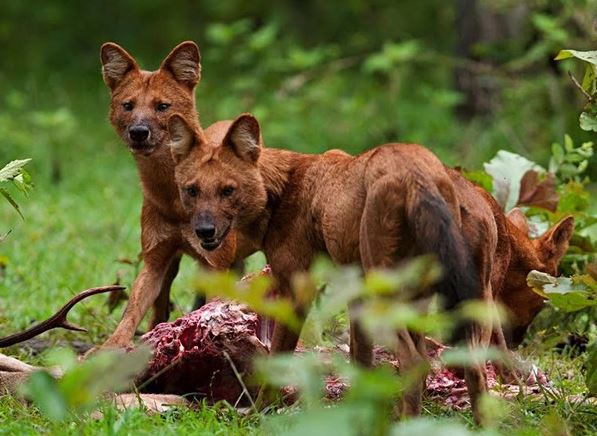 'Độc, lạ' loài chó châu Á: Nặng 20kg nhưng có thể hạ gục hổ dữ, có trong sách đỏ Việt Nam