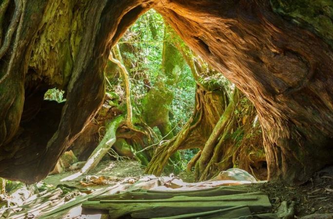 H&#xF2;n &#x111;&#x1EA3;o m&#x1B0;a quanh n&#x103;m su&#x1ED1;t th&#xE1;ng, c&#xE2;y c&#x1ED5; th&#x1EE5; ngh&#xEC;n n&#x103;m tu&#x1ED5;i m&#x1ECD;c san s&#xE1;t nh&#x1B0; th&#x1EBF; gi&#x1EDB;i th&#x1EA7;n ti&#xEA;n