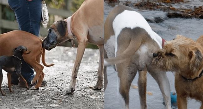 Tại sao động vật lại ngửi mông ‘bạn đời’ trước khi giao phối? Lý do thực sự gây bất ngờ
