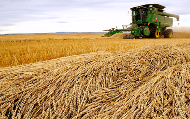 Trung Quốc tăng cường nhập khẩu lúa mì