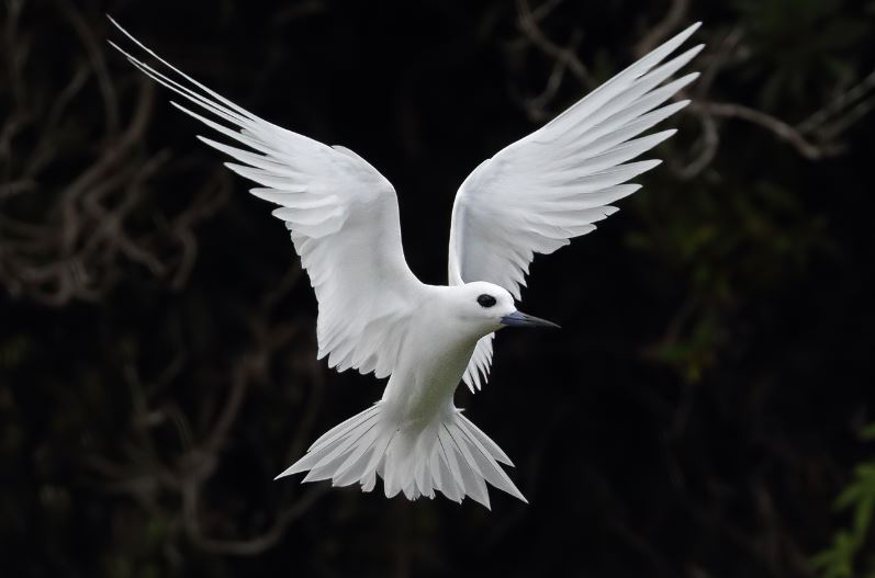 Top 10 loài động vật đẹp nhất hành tinh