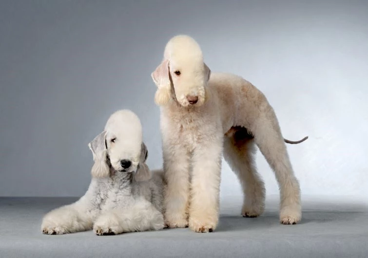 1. Chó sục Bedlington.