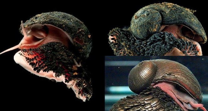 Loài động vật duy nhất trên thế giới có ‘áo giáp sắt’ bảo vệ, là cảm hứng cho quân đội, có nguy cơ tuyệt chủng