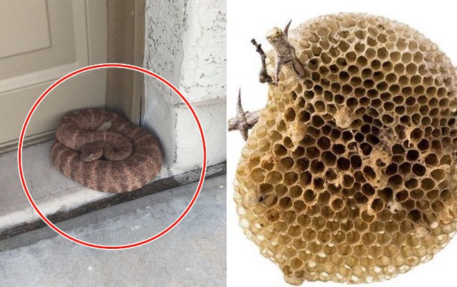 5 loại động vật này đột nhiên vào nhà, chớ nên đánh đuổi mà mang họa!