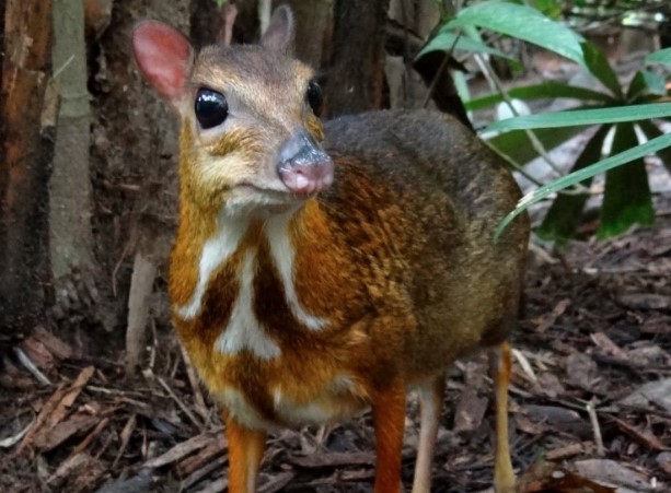 Chỉ ở Việt Nam mới có 3 loài động vật quý hiếm nằm trong sách đỏ này! Sở hữu bộ gen 'độc nhất vô nhị' cần được bảo tồn