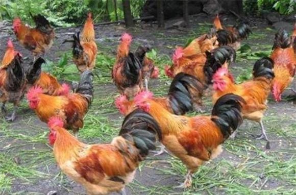 khủng long, tiến hoá, gà, khám phá khoa học