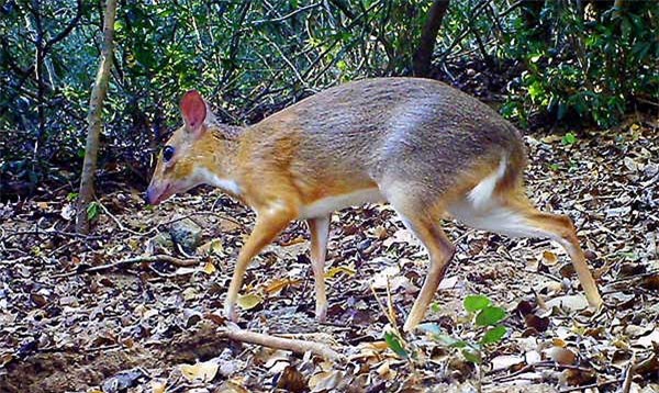 Loài thú này xuất hiện trở lại đã thu hút sự quan tâm của nhiều tờ báo