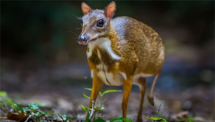 Cheo cheo lưng bạc là loài thú móng guốc đặc hữu của Việt Nam.